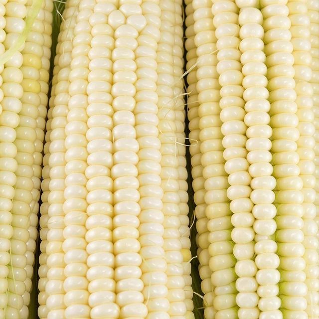 Export quality White Corn offered in bulk quantities for food processors where White Corn supports stable sourcing - Image 5
