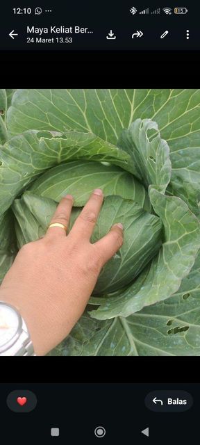 Fresh Cabbage, Fresh Potatoes & Fresh Tomatoes Packaging Customer's Request - Image 3