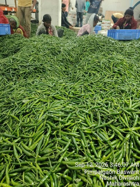 Green chilli - Image 3