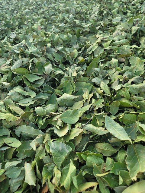 Bay Leaf Color Green Condition Free Of Twigs And Yellow - Image 2