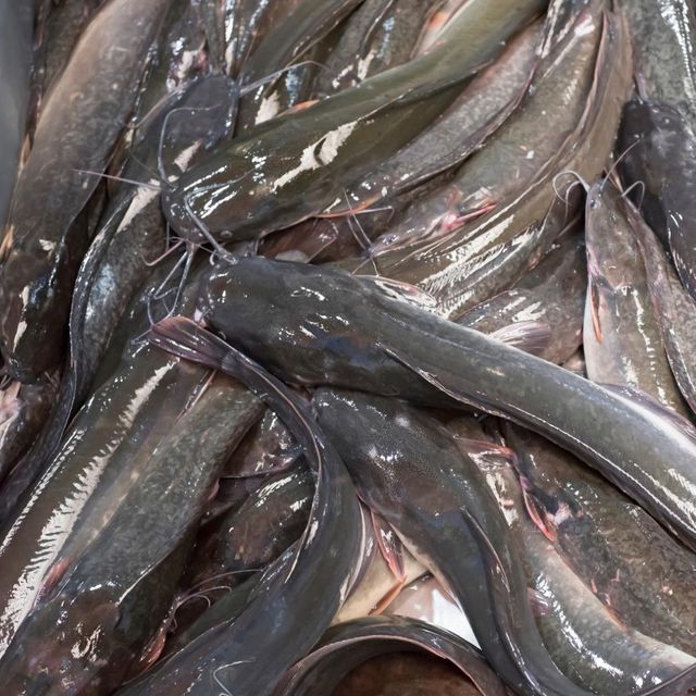 Frozen Catfish Skin On Fillet Premium Seafood Product With Carefully Processed Texture For Export Markets - Image 3