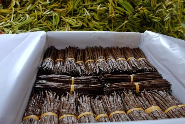 Vanilla Planifolia – product photo 3, product detail gallery