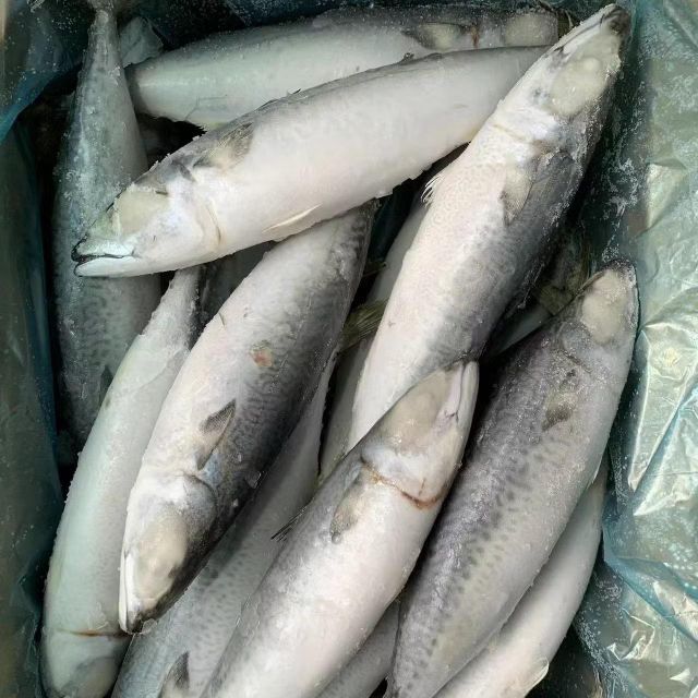Frozen Mackerel Fish Premium Frozen Seafood Resource With Rich Protein Content And Hygienic Processing Standards - Image 4