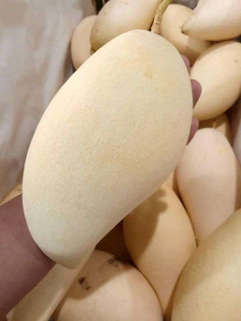 Thai Golden Nam Dok Mai Mango Grade A-C Type Fresh Origin Thailand Texture Firm, Fine Color Golden-yellow Flavor Sweet And Fragrant - Image 5