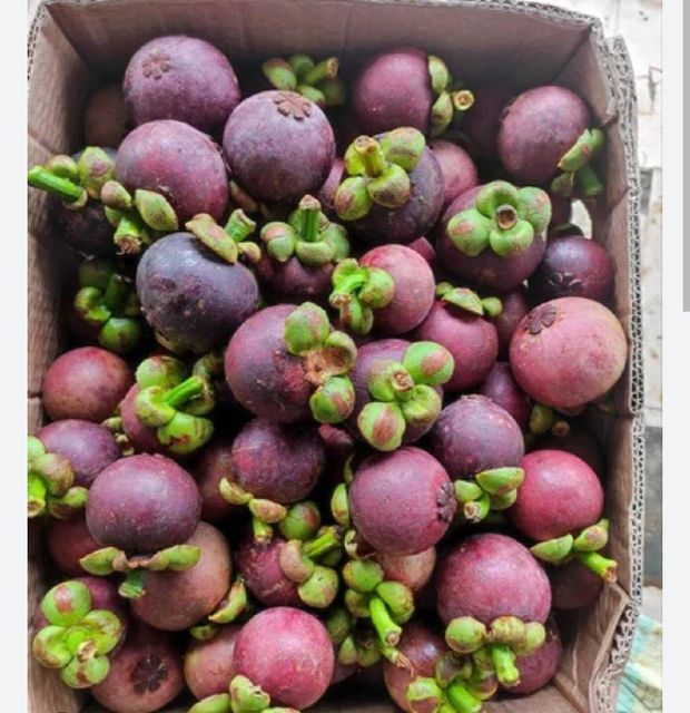 Fresh Mangosteen Size <40 mm Grade Cherry Packaging 2,5 kg Pesticide Residue Below Eu Mrl Standards Defect Rate Maximum 5% Minor Defects Allowed - Image 2