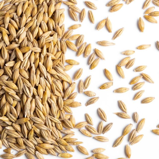 Clean Dried Barley Grain Bulk Supply High Standard Agricultural Product For Global Buyers - Image 4