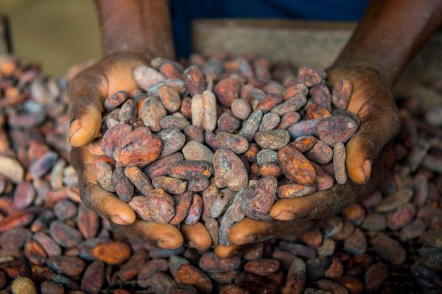 Cocoa Beans - Bulk Supplier for Cocoa Butter & Powder Production - Image 1