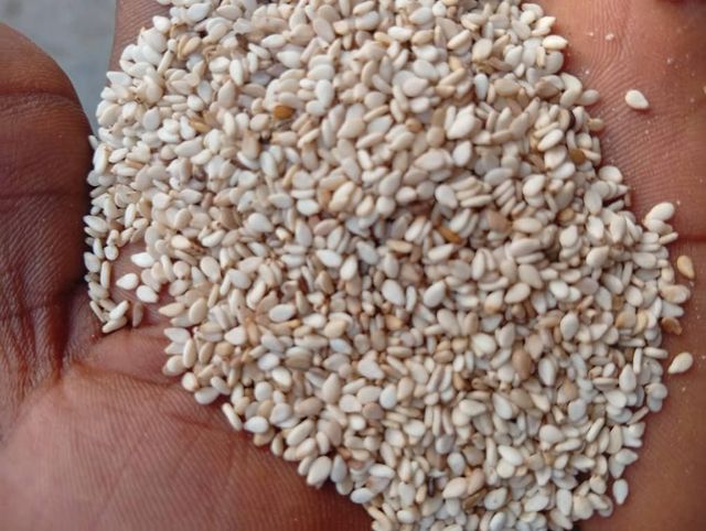 Sesame Seeds – product photo 1, product detail gallery