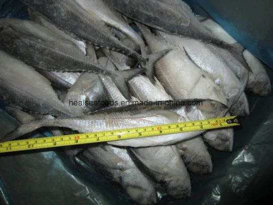 Muroaji/Hard Tail/Scad Fish Style Whole Processing BQF Model NO. 6586 HS Code 03035300 Trademark healsea Certification - Image 5