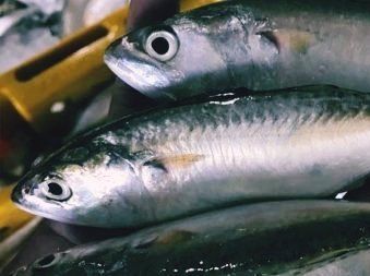 High Quality Competitive Price Frozen Indian Mackerel - Tanis Imex - Image 3