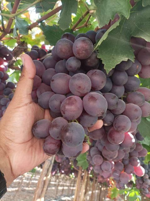 Grapes Grade AA Organic No Origin Peru Size J, L, XL Packaging 8.2 kg Color Green, Red Degree of Processing Cold treatment - Image 1