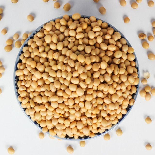 Disease Resistant Soybean Seed Robust And Healthy Soybean Seed Ensuring Stable Yields And Farm Profitability - Image 4