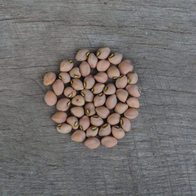 Organic Black Eyed Peas Selected Black Eyed Peas Full Of Nutrients Packed For Bulk Distribution - Image 3