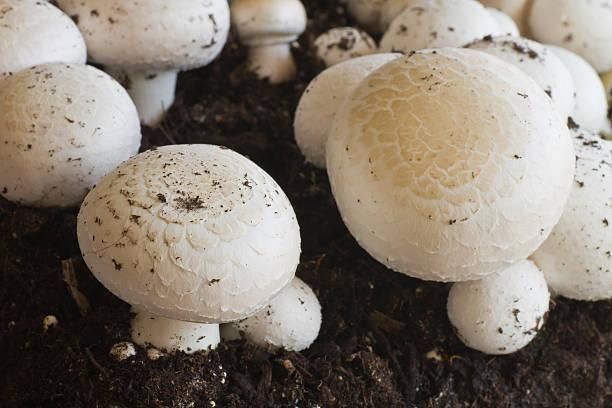 Premium Fresh White Button Mushrooms – Natural & Farm Picked Color White Texture Firm Origin China Features Organic Flavor Profile Mild, - Image 3