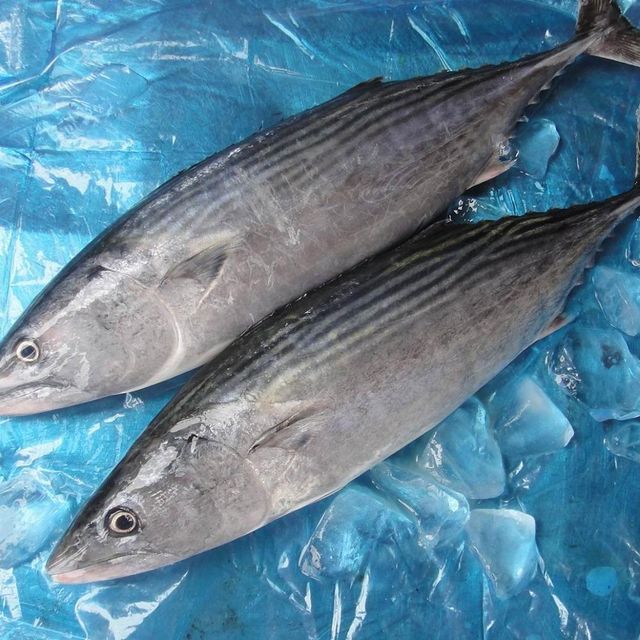 Frozen Tuna Fish Seafood Category Delivering 98% Quality Focus With Excellent Texture And Freshness - Image 3
