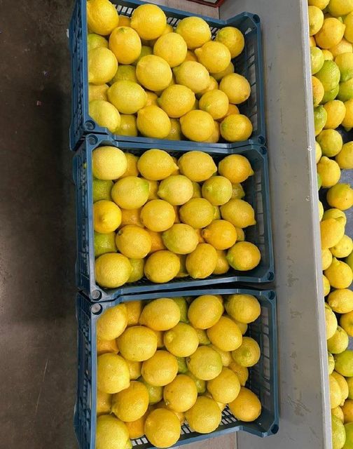 FRESH EUREKA LEMON FOR SALE!! CLASS 1 EXPORT QUALITY EUREKA LEMONS AVAILABLE FOR EXPORT – product photo 4, product detail gallery