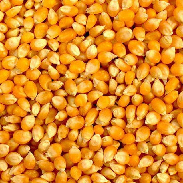 Fresh Harvest Yellow Corn For Wholesale Yellow Corn Packed With Rich Nutrients And Bright Golden Color - Image 4