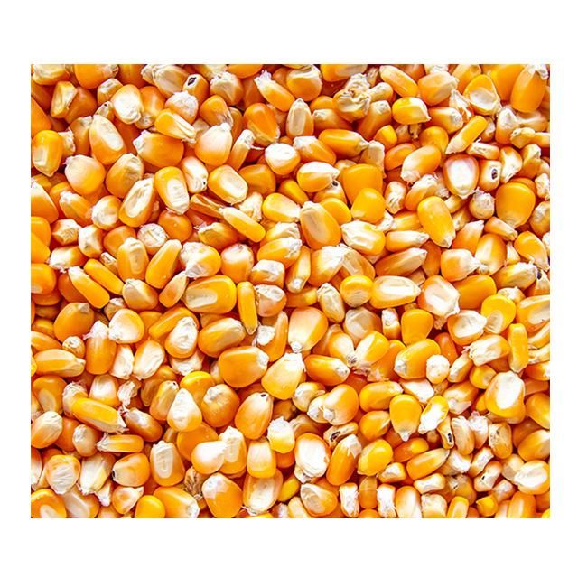Common Cultivate Poultry Feed Yellow Corn Suppliers Yellow Maize for Animal - Image 3