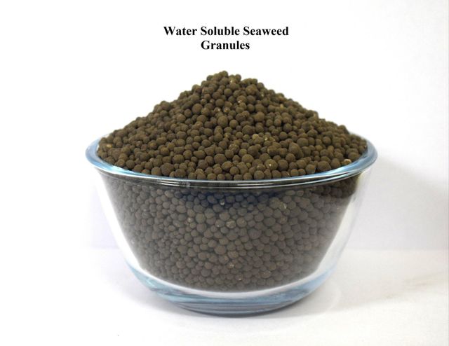 Premium Seaweed Granular Soil Conditioner Wholesale Fast Delivery Stock - Image 3