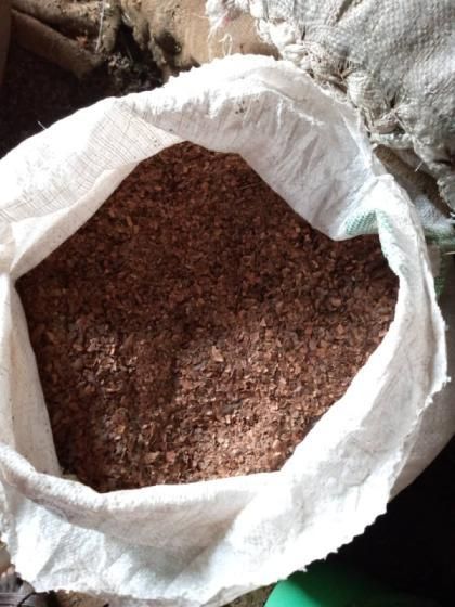 Cocoa Shells - Image 2