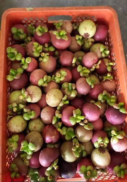 Mangosteen Fresh Fruit Size A6,A5,A4,A3 Grade Super grade Packaging Basket or Box Production Source Indonesia Quality Assurance Guaranteed - Image 1