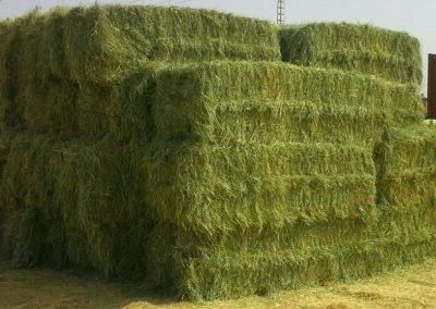 Rhode Grass Grade Grade A Drying Method Sun-dried Mold Content Free From Mold Weed Content Free From Weeds - Image 1