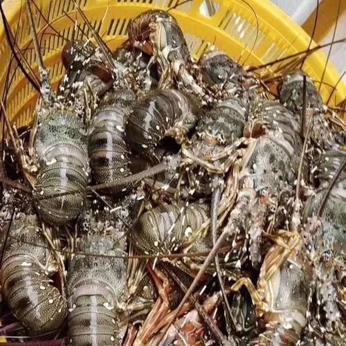 Premium Frozen Crayfish Whole Round Freshly Processed Export Quality Seafood For International Wholesale Supply Markets - Image 3