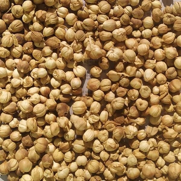 Fresh Dried White Cardamom for export's - Image 2