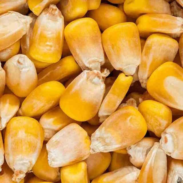 YELLOW CORN MAIZE GMO FREE Packaging BULK Max. Moisture (%) <14 Impurities Less Than 1% Delivery Time 45-60 Days Shelf Life Up To 24 Months - Image 1