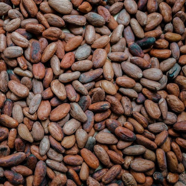 High quality Cocoa bean for wholesale Cocoa bean carefully selected to meet global market demand - Image 2
