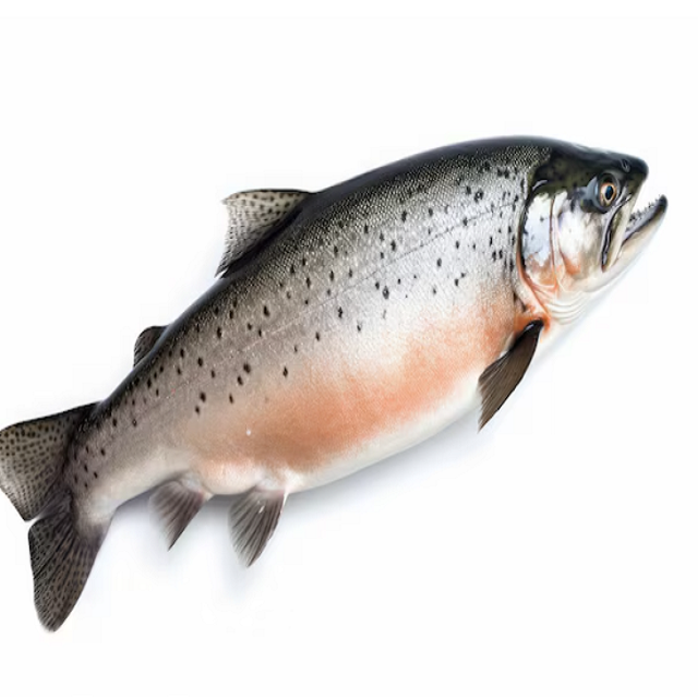 Whole and Gutted Salmon Freshly Harvested Premium Quality Perfect for Grilling Baking or Smoking Buy Now - Image 4