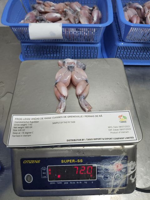 Best selling frozen frog legs From Vietnam Manufacture Shape Piece Style Frozen Weight 10 Kg Color Natural Variety True - Image 2