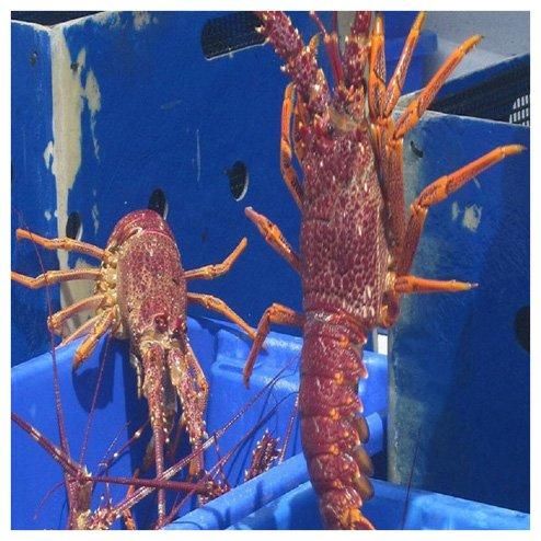 Live Lobsters Frozen Box Style Packaging Weight Shelf Origin Type Life Size Place Model Alive. - Image 4
