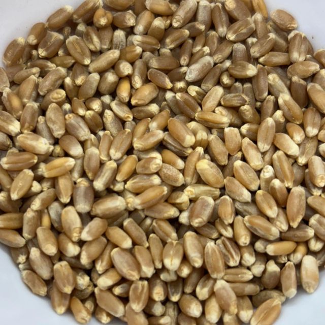 Superior Wheat Grain With 99% Wheat Purity And Natural Nutrients For Bulk Trading - Image 4