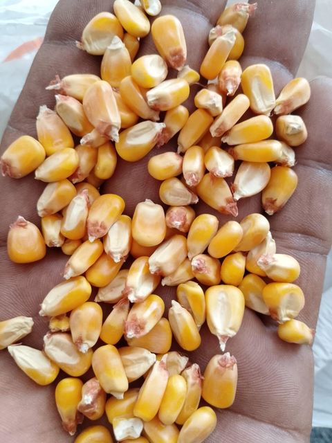Yellow Maize Corn - Image 4