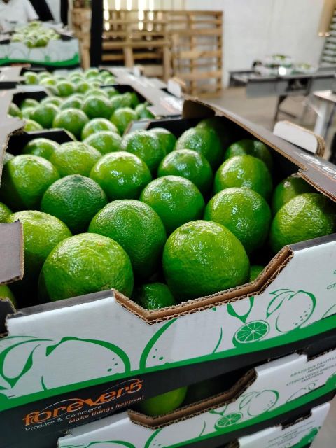 Limes Type - Image 3