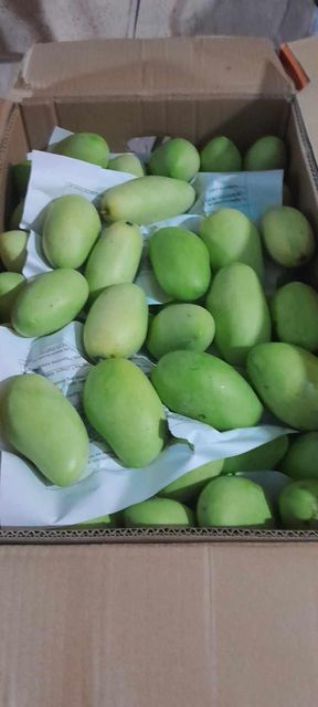 Fresh Davoa Mangoes from Philippines - Image 1