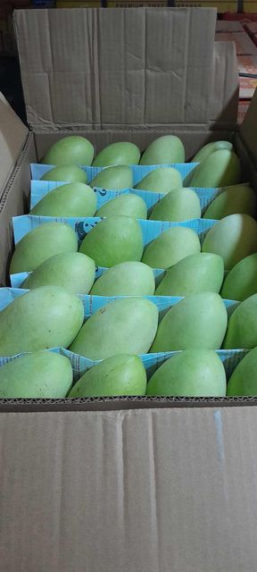 Fresh Davoa Mangoes from Philippines - Image 2