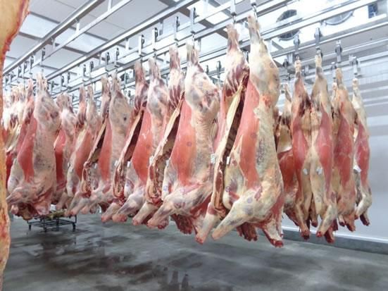 Frozen Meat / Beef Offals / Buffalo Meat, HALAL FROZEN BONELESS CARCASS BEEF SHEEP LAMB MUTTON MEAT FOR EXPORT - Image 4