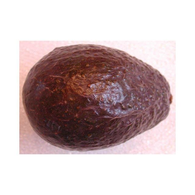Fresh avocado bulk supply available for wholesale buyers and distributors - Image 2