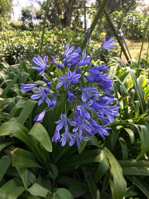 Agapanthus praecox - Image 3
