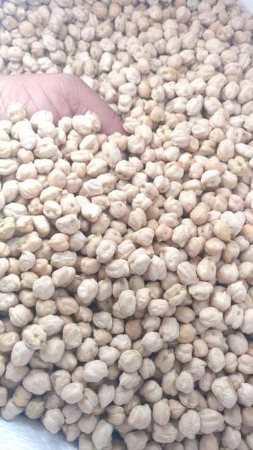 Chickpeas Kabuli Flavour Natural Admixture Max 0.5% Type Kabuli Chickpeas Max. Moisture (%) 12% Place of Origin Egypt Place Of Origin Egypt - Image 5