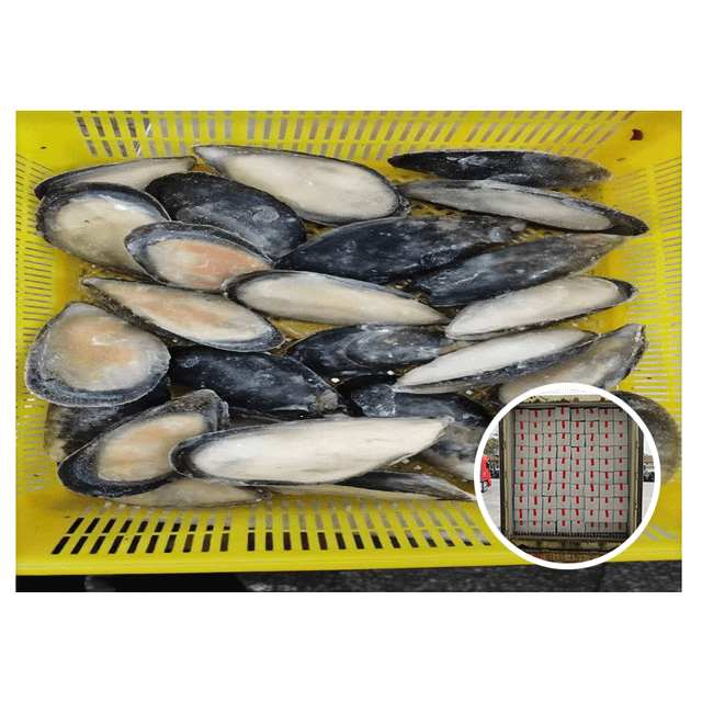 Good Quality Size 8-10CM Frozen Half Shell Mussel Style FROZEN Packaging Box Weight (kg) 1kg Brand Name Healsea Shelf Life 24 - Image 1