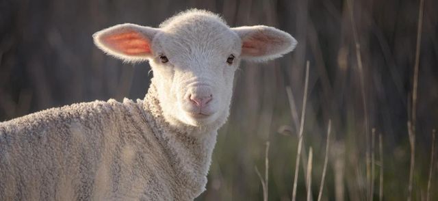 Live sheep for sale with discount price and reliable bulk supply available - Image 2