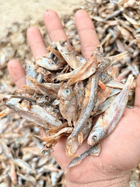 Fishmeal - Image 2