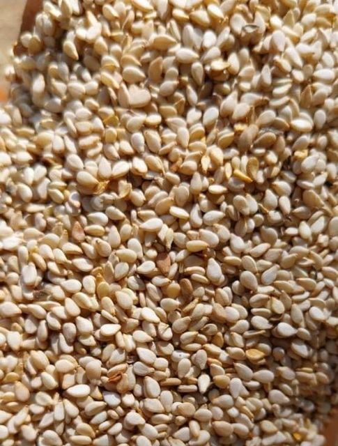 Semsem Seed - Image 4
