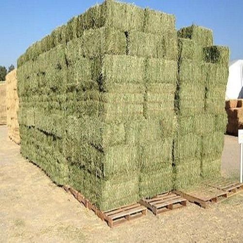 Fresh Alfalfa Hay High Grade Forage Affordable Wholesale & Bulk Supply - Image 5