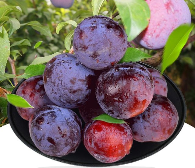 Fresh Plums Select Harvest Fruit For Global Distribution Providing Natural Sweetness Vibrant Color And Quality Care - Image 1
