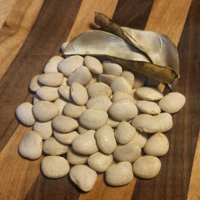 Wholesale Supplier of Large Lima Beans Bulk Fresh Stock Available 2 Year Shelf Life - Image 4