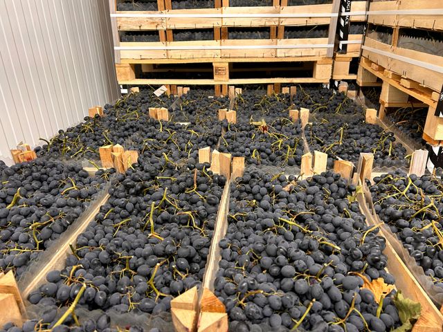 Fresh Black Grapes Shape coni Box Weight 9.5 Kg Boxes Per Pallet 96 Packaging Wooden Boxes Place of Origin Moldova Pallet Type Euro Pallet - Image 1